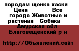 породам щенка хаски › Цена ­ 10 000 - Все города Животные и растения » Собаки   . Амурская обл.,Благовещенский р-н